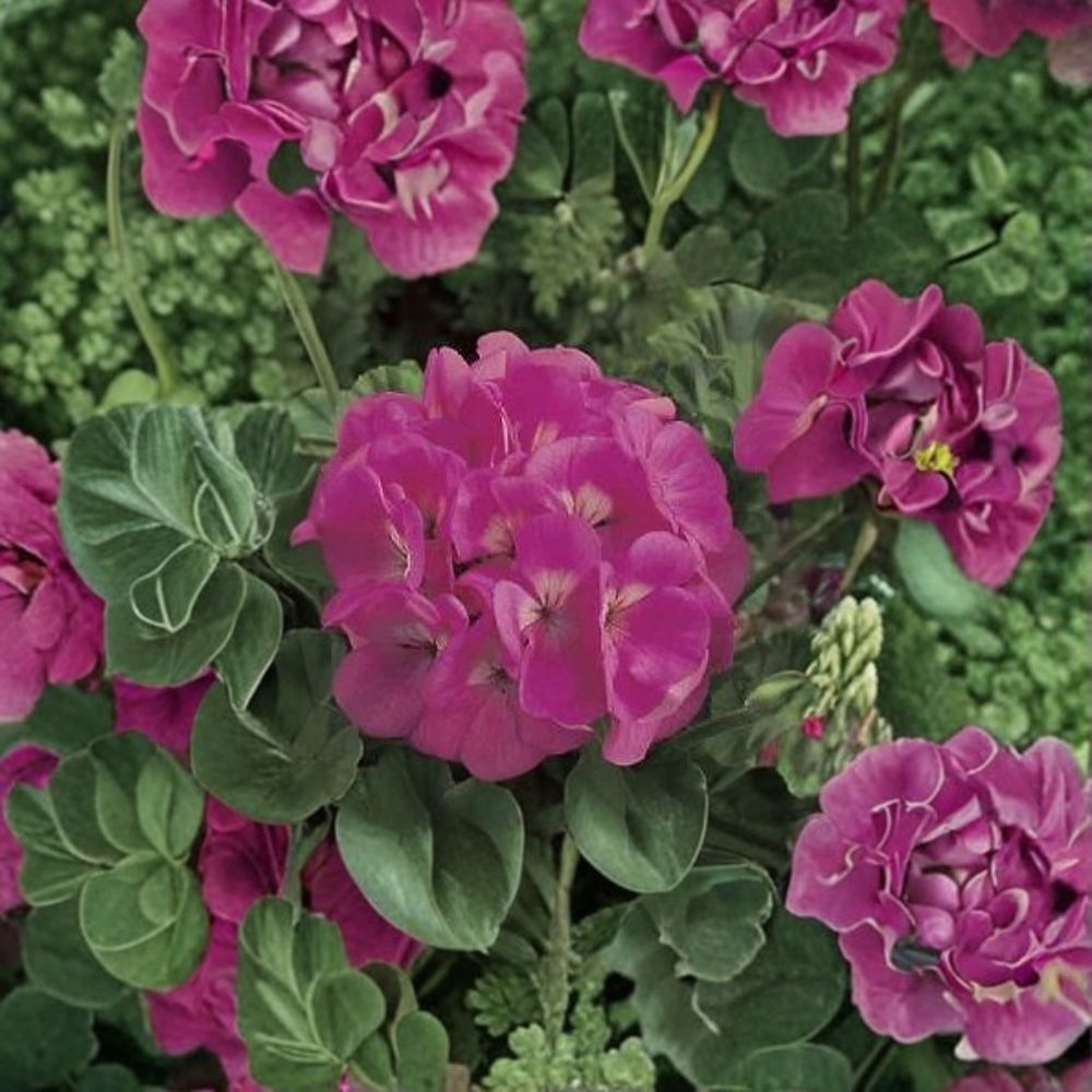 Geranium Seeds – Maverick Pink Pelargonium Seeds for Bright Garden Flowers – 100 Pack