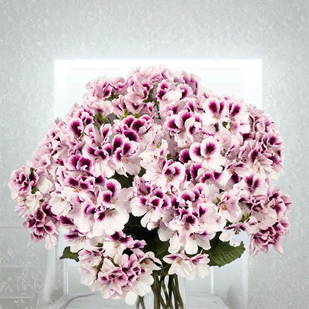 White Purple Geranium Seeds – 10 Premium Bi-Color Perennial Flower Seeds for Patio & Container Gardening