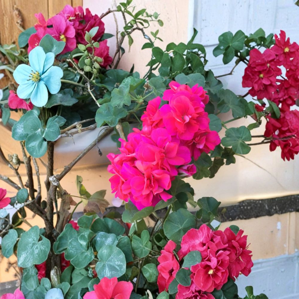 Salmon Pink Double Ivy Geranium Cuttings – Pelargonium peltatum Live Plant, 6 Unrooted, Hanging Basket, Easy to Grow, Double Blooms