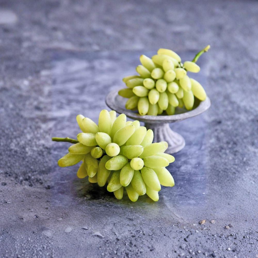 Gold Finger Grape Vine – Vitis vinifera Live Plant | Japanese Golden Table Grape | Sweet 22° Brix Fruit Vine for Patio & Backyard