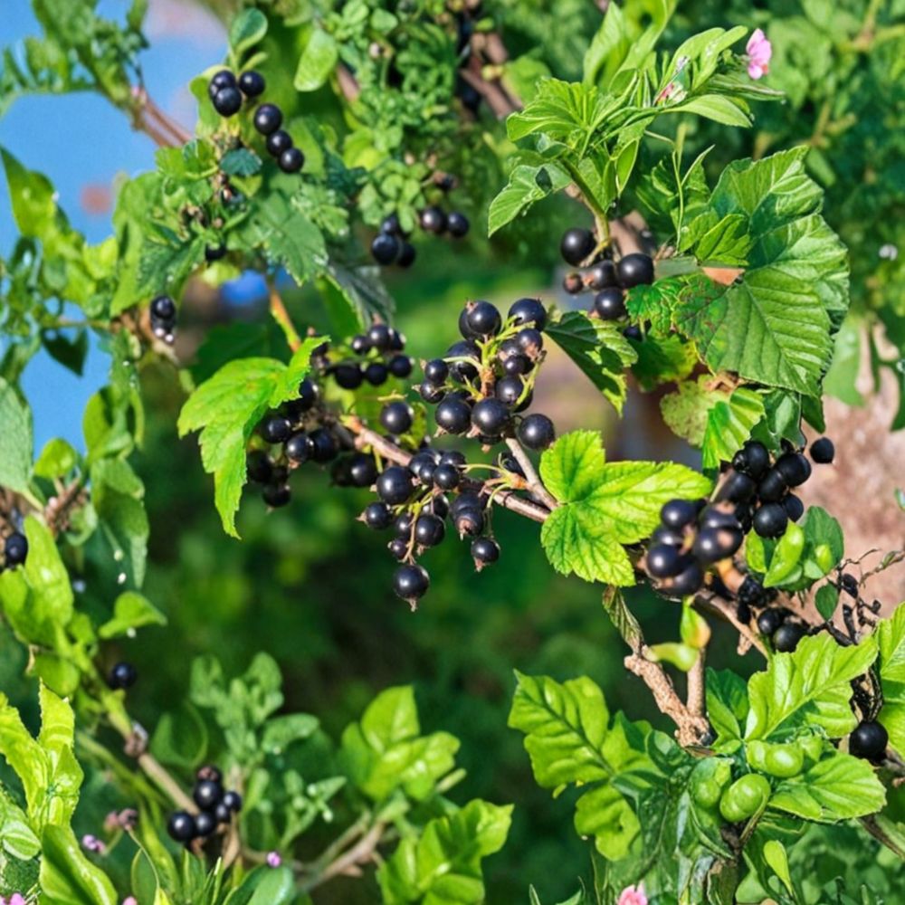Consort Black Currant Live Rooted Plant – Self-Pollinating Edible Berry Shrub for Cold Hardy Gardens Zones 4-8