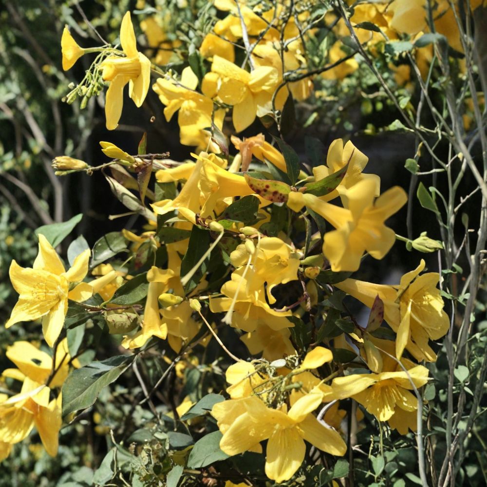 Carolina Jasmine Plant Set of 7 – Gelsemium sempervirens Bare Root Vines with Yellow Fragrant Flowers, Hummingbird Friendly Climbing Garden Plants