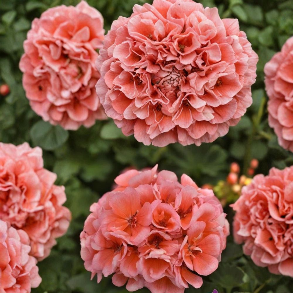 Presto Light Salmon Geranium Seeds – 25+ Premium Flower Seeds for Patio, Balcony & Garden | Easy to Grow Pelargonium hortorum