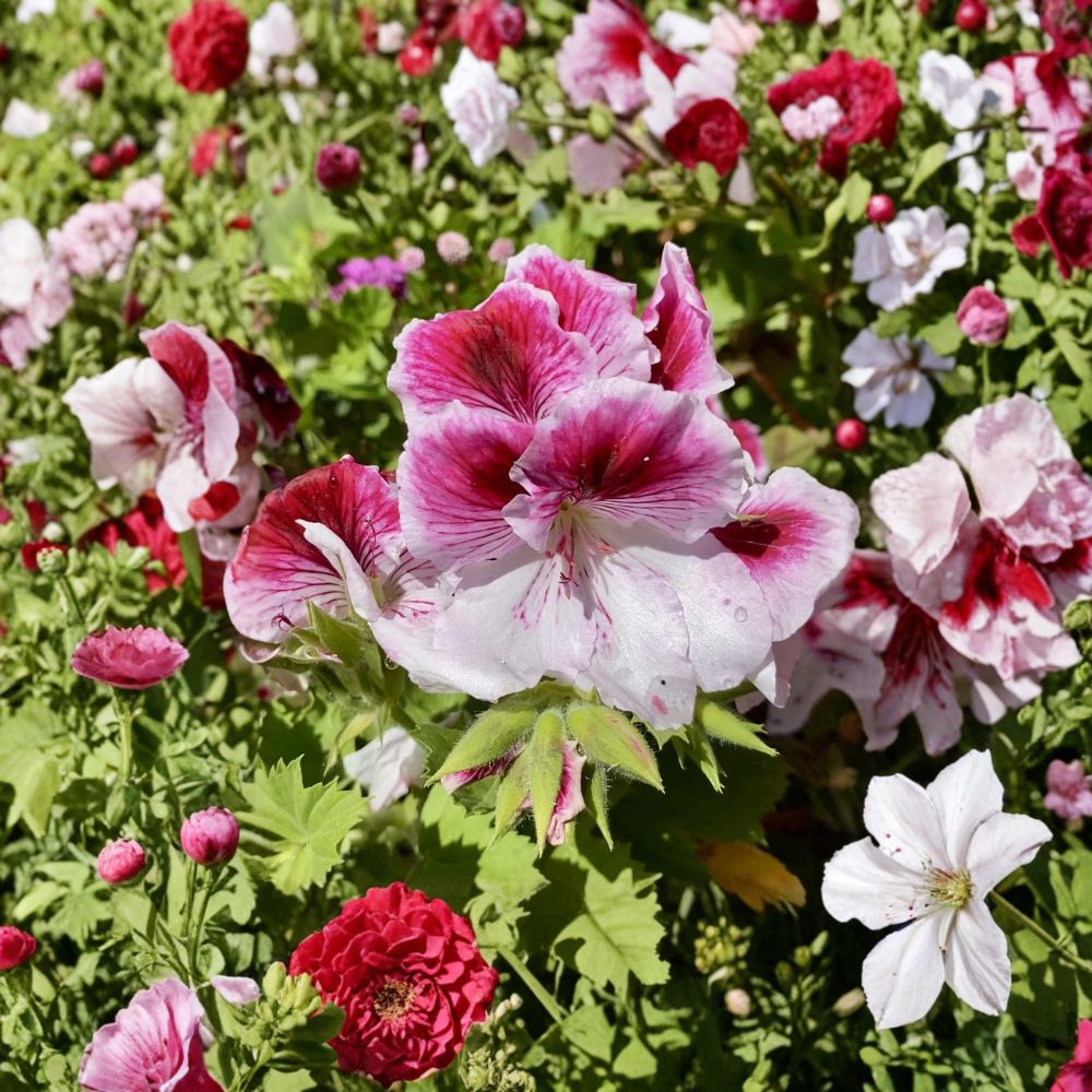 Pink & White Geranium Cuttings – Pelargonium Fresh Planting Material for Garden & Indoor Containers
