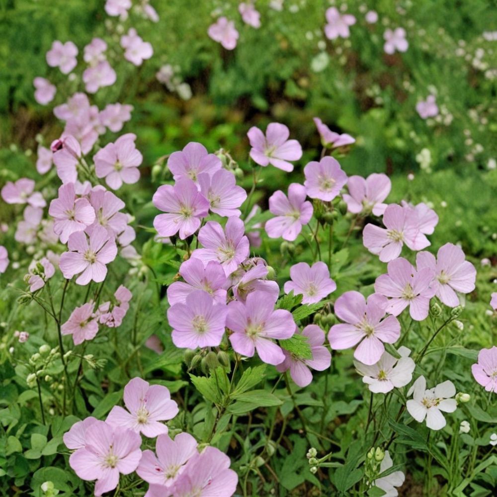 Wild Geranium Bare Roots – 10 Live Plants, Geranium maculatum, Native Perennial, Woodland Flower, Shade Garden Plant