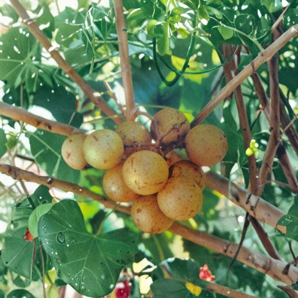 Bronze Carlos Muscadine Grape Vine – Live Fruit Vine, Self-Fertile, 4–6 Feet, Vineyard & Home Garden, Easy to Grow, Vitis rotundifolia