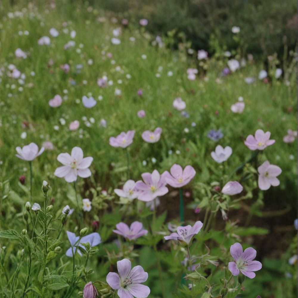 Coquetedale Lilac Geranium Seeds – 25+ Flower Seeds for Garden, Pot & Border, Easy to Grow, Vibrant Lilac Blooms, USA Shipping