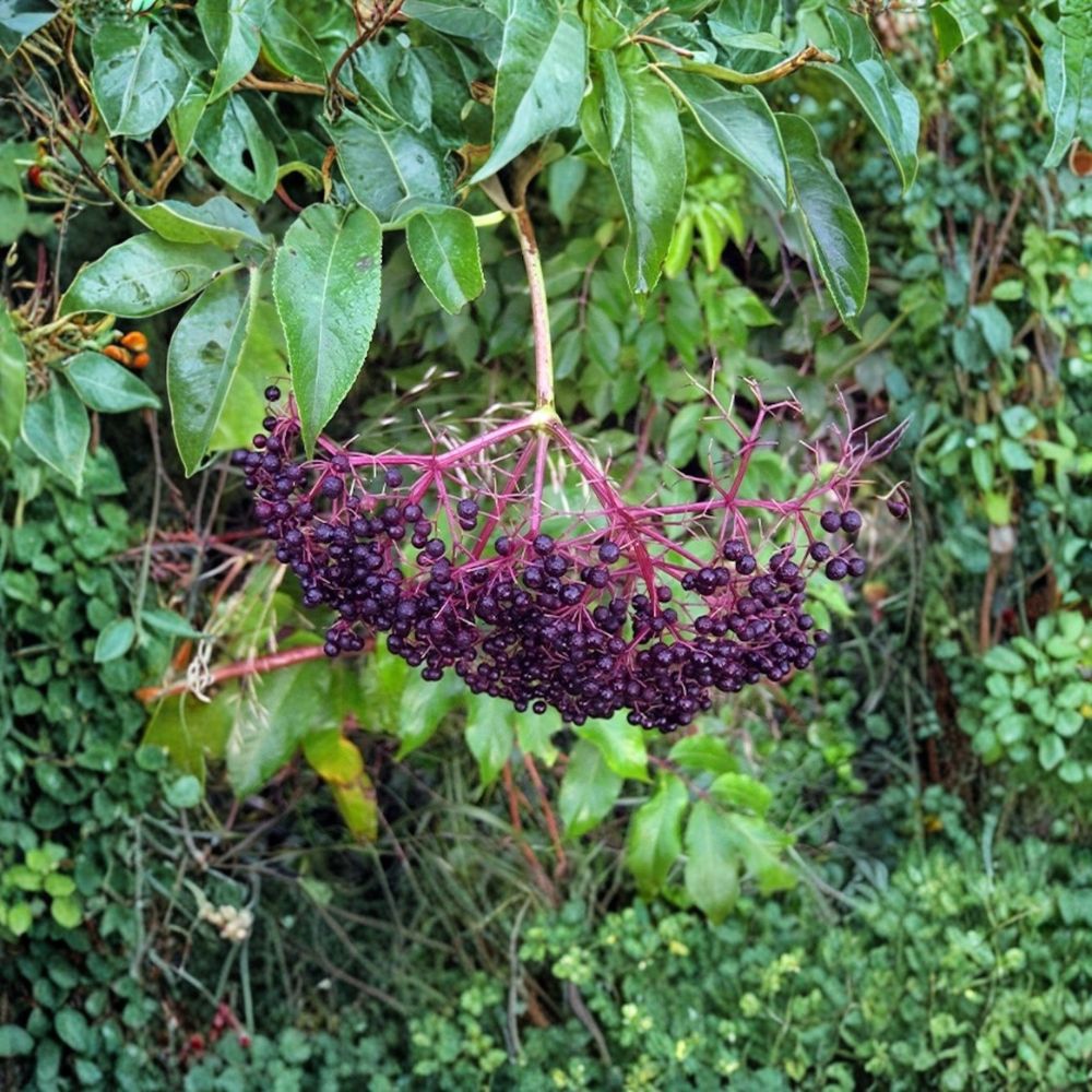 American Elderberry Trees – 3 Pack Bare Root Shrubs, Edible Berries, Wildlife Garden, Sambucus canadensis