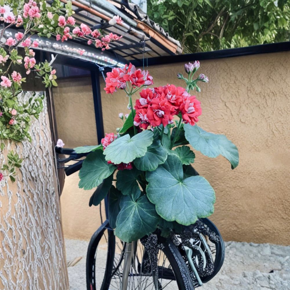Geranium Starter Plant – Rosebud Supreme Pelargonium, Red Double Flowers, Heirloom Patio Plant, Rooted Garden Flower