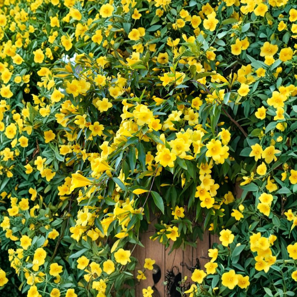 Carolina Jasmine Live Plant | Yellow Flowering Climbing Vine | Gelsemium sempervirens | Fragrant Garden Climber