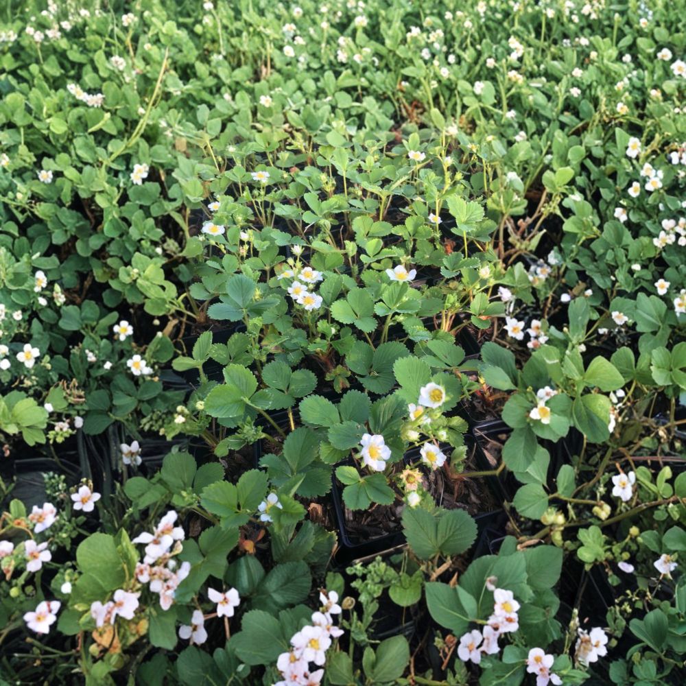Seascape Strawberry Plants – Bare Root Crowns, Everbearing Fragaria × ananassa, Large Sweet Berries, Garden Ready