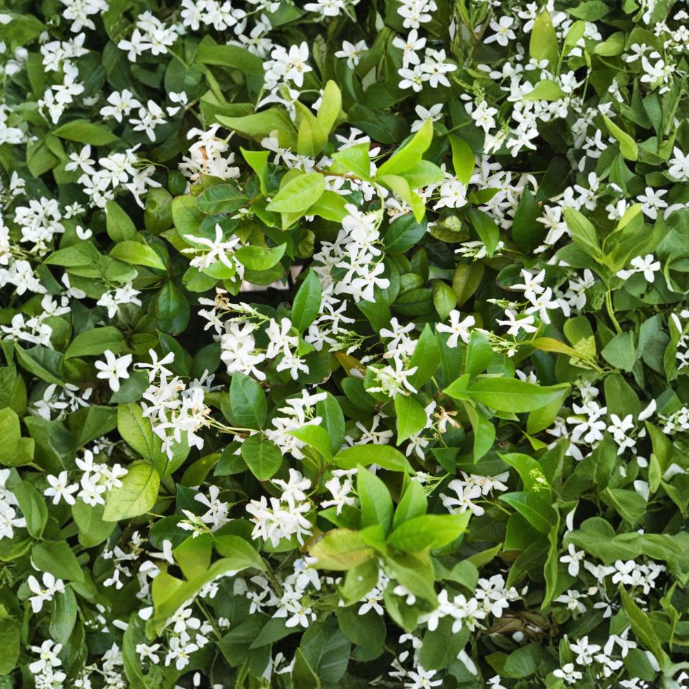 Star Jasmine Plant – Live Vine in Quart Pot | Fragrant Trachelospermum jasminoides Climber for Indoor & Outdoor Gardens