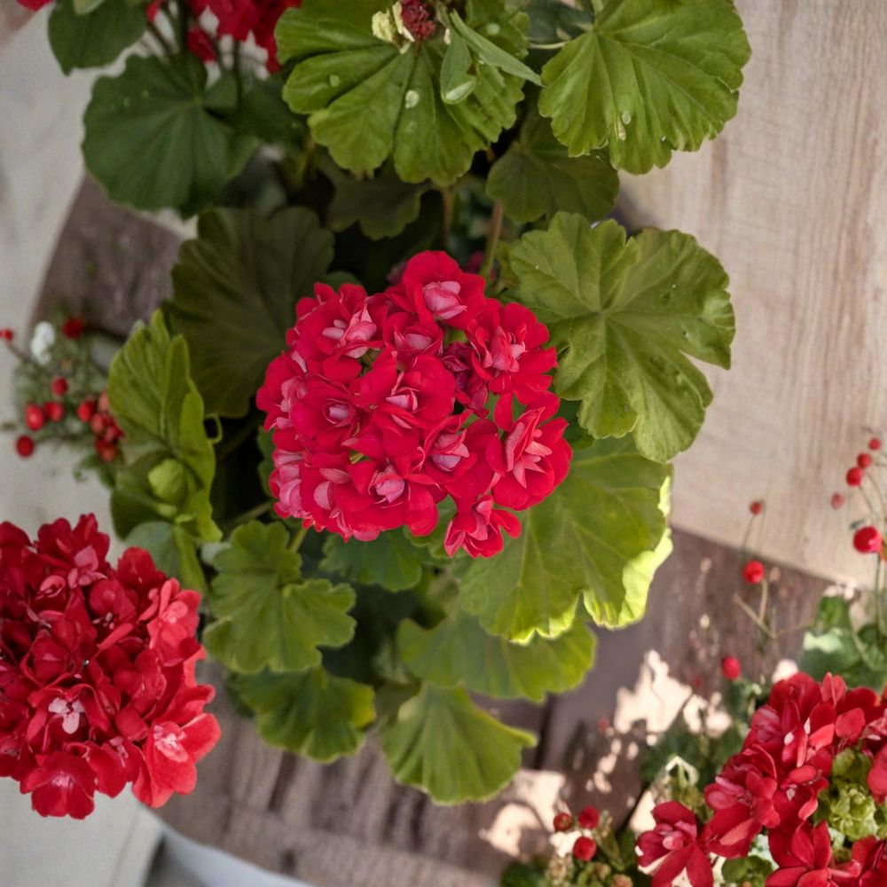 Rosebud Geranium Supreme – Live Rooted Pelargonium Plant with Double Hot Pink Blooms, Neon Rosebud Flowers, Houseplant & Patio Garden