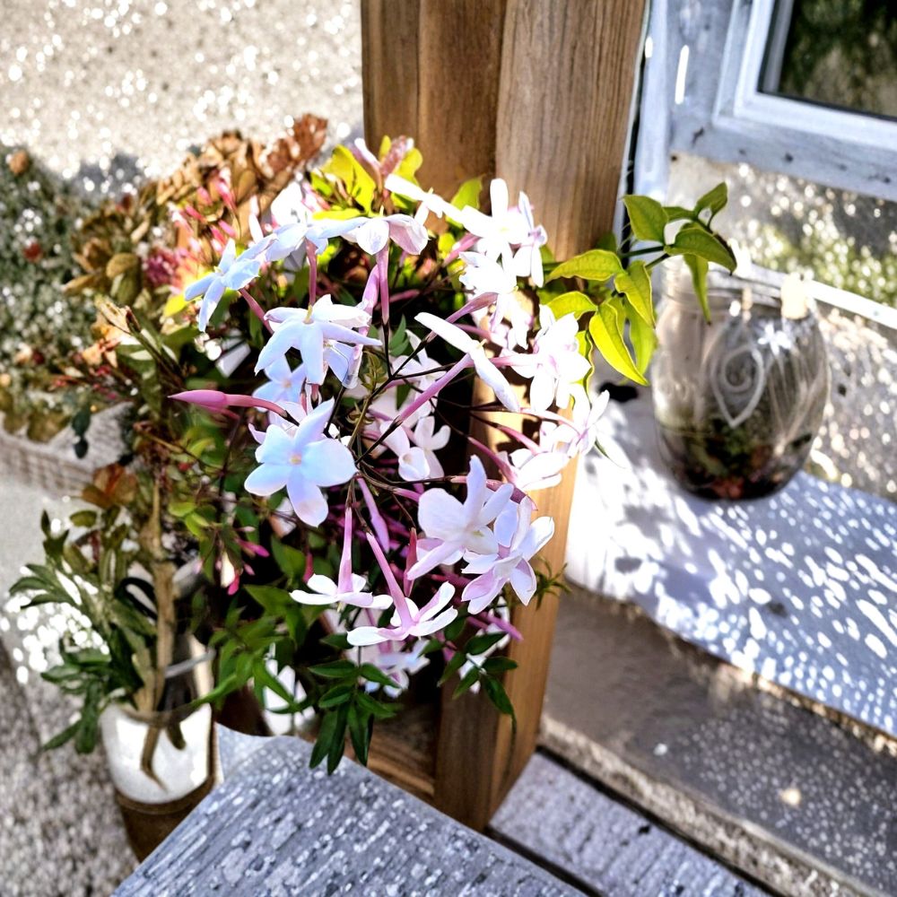 Pink Jasmine Live Plant – 2-Inch Pot, Jasminum polyanthum, Trailing Fragrant Vine, Indoor Outdoor Flowering Houseplant