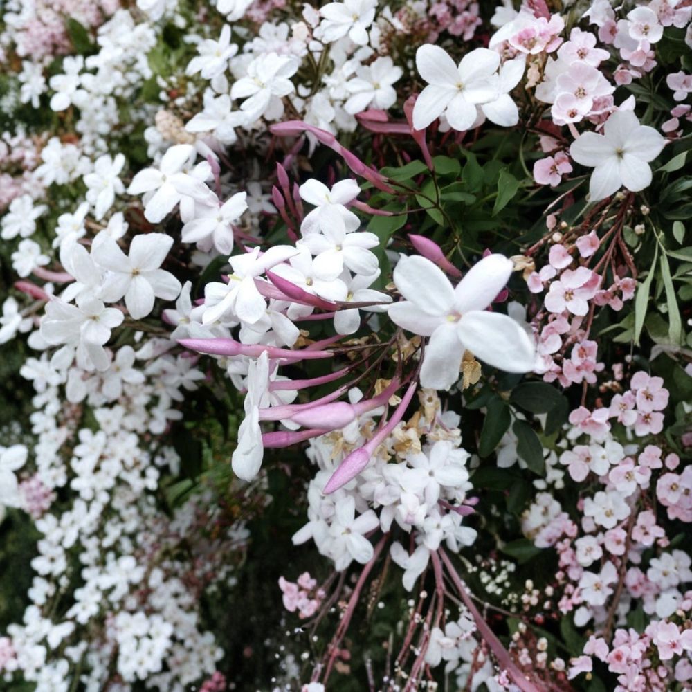 Star Jasmine Cuttings 12 Pack – Trachelospermum jasminoides Fragrant White Vine Climbing Plant Propagation Indoor Outdoor