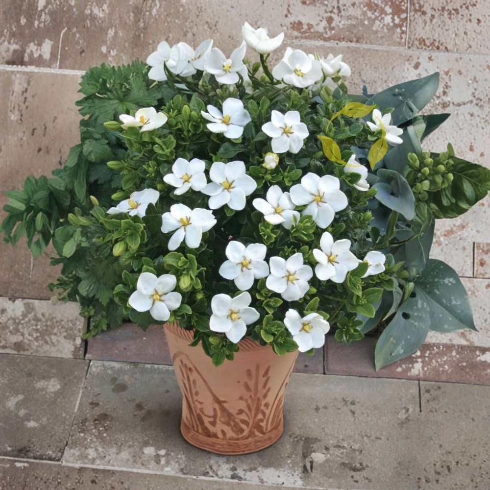 Cape Jasmine Seeds – Gardenia jasminoides Fragrant White Flower Shrub 10+ Pack for Indoor Outdoor Garden Landscaping