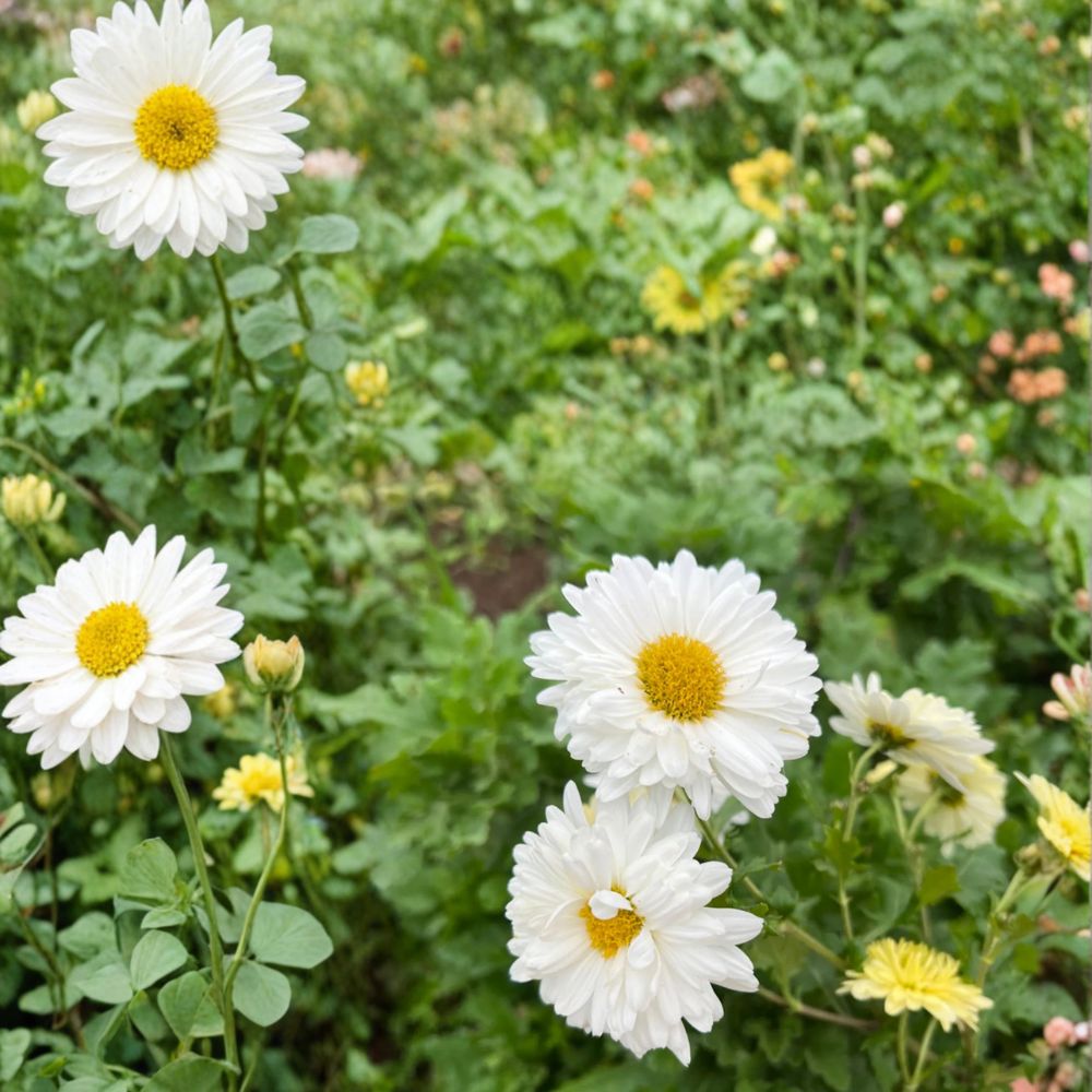 Chrysanthemum Tea Plants 2 Pack – Hang Bai Ju White Mums Edible Herbal Flowers Chrysanthemum morifolium