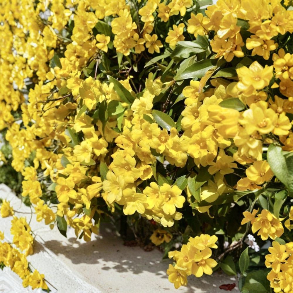 Carolina Jasmine Seeds – Gelsemium sempervirens Yellow Jessamine Climbing Vine, Fragrant, Pollinator Friendly, USA Grown