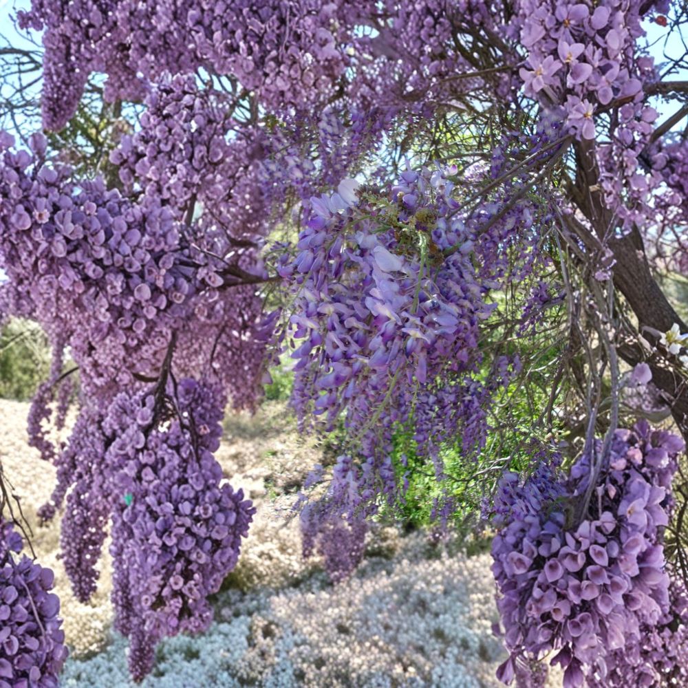 Purple Wisteria Vine – Wisteria sinensis Live Plant with Fragrant Purple Flowers, Fast Growing Climbing Vine for Trellis & Arbor