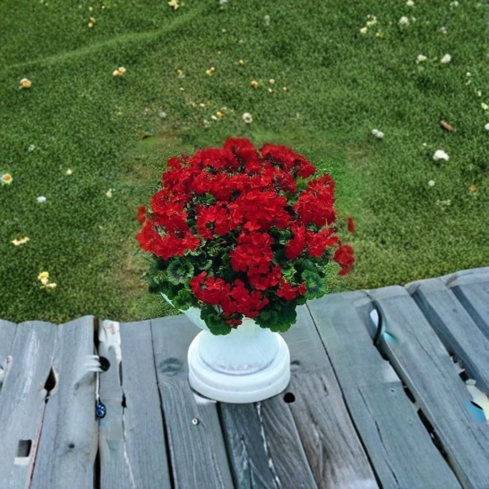 Geranium Seeds Breakaway Red – Pelargonium Scarlet Blooms, Heat Tolerant, Easy to Grow, Garden & Pot Plant, 100 Seeds