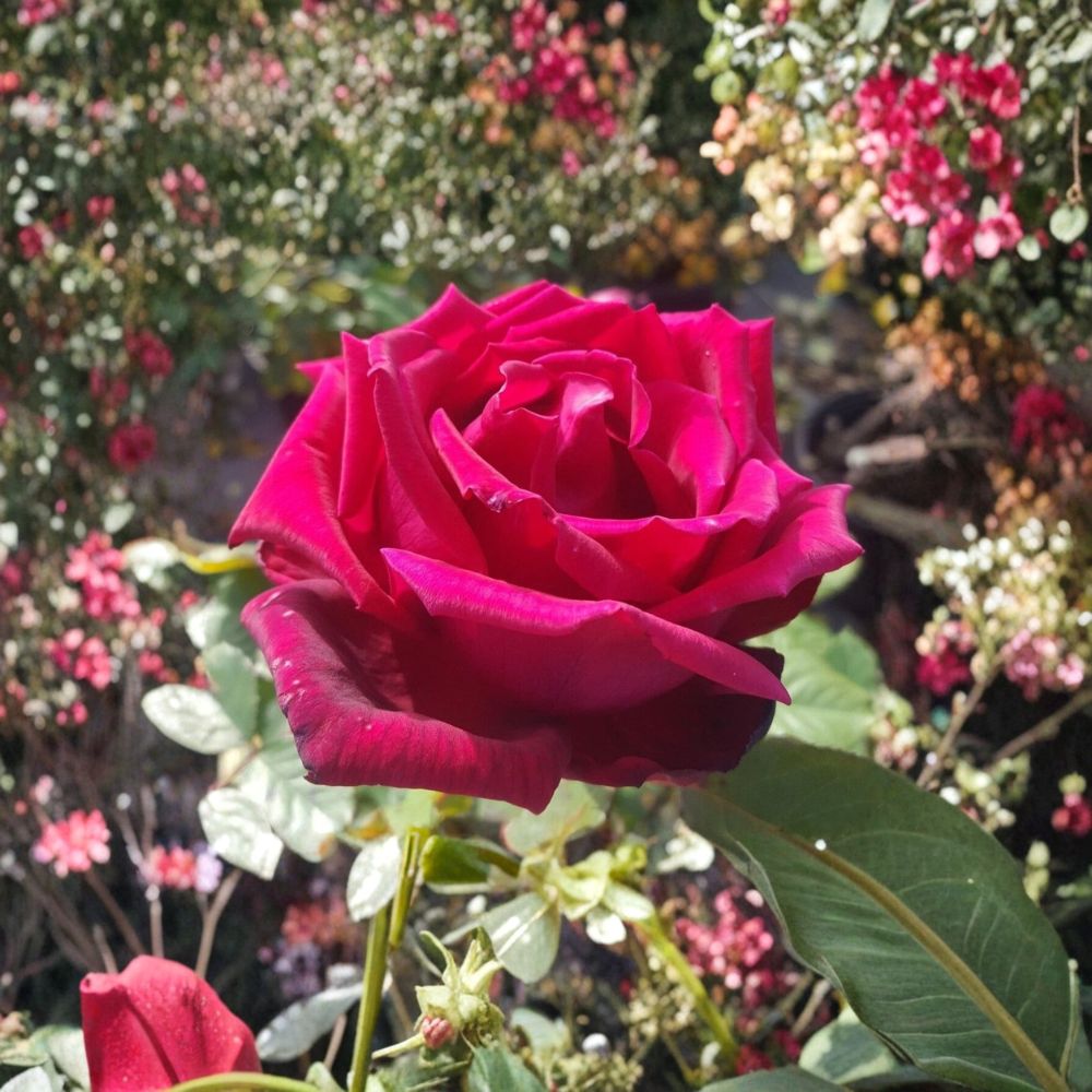 Traviata Red Fragrant Hybrid Tea Rose Live Plant | 3 Gallon Bush | Double Bloom Garden Rose | Hardy Landscape Shrub Rosa