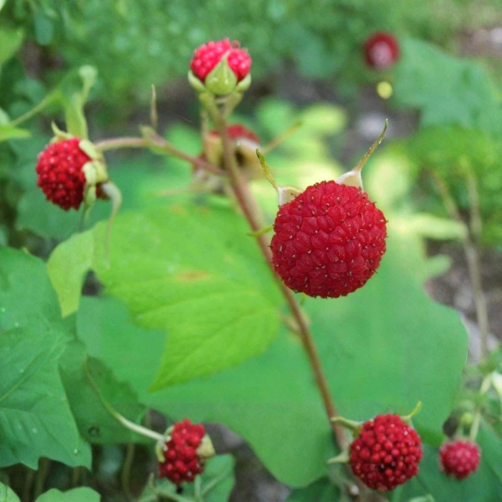 Thimbleberry Raspberry Thornless Live Starter Plant Wild Edible Berry Shrub Self-Pollinating Zones 3-8