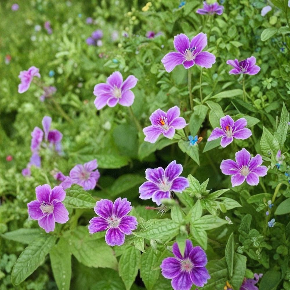 Clos du Coudray Geranium Seeds – 25+ Premium Hardy Flower Seeds for Garden, Patio & Container Growing | Easy to Grow Pelargonium