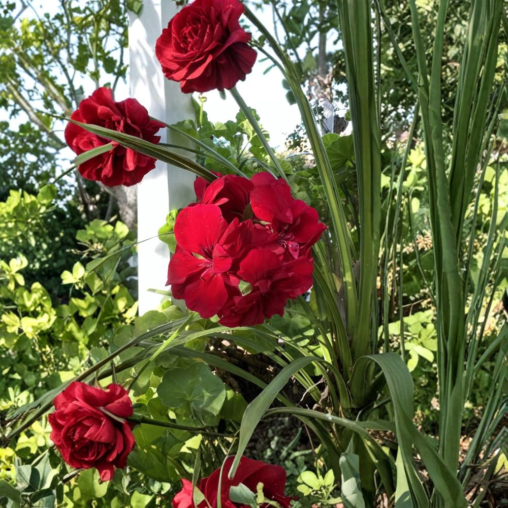 True Red Ivy Geranium Cuttings – 6 Inch Pelargonium Plant Starters for Patio, Garden, Hardy Outdoor Flower