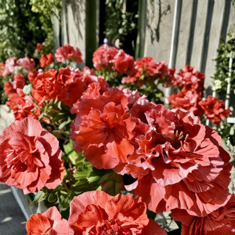 Double Red Orange Geranium Cuttings – 5 Fresh Pelargonium Rooting Plants for Vibrant Patio & Garden Flowers