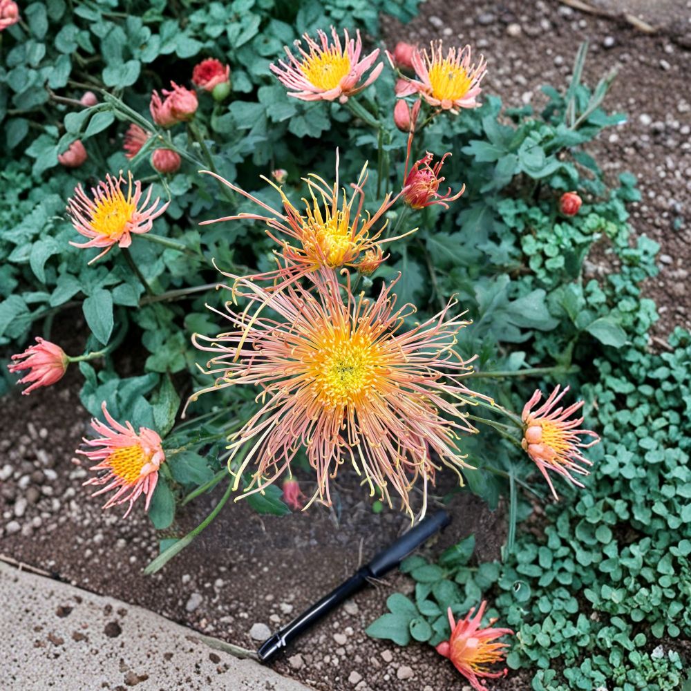 Radiance Chrysanthemum Plant – 4-6 Inch Potted Chrysanthemum morifolium with Large 6-Inch Blooms, Hardy Perennial Flower for Garden and Patio