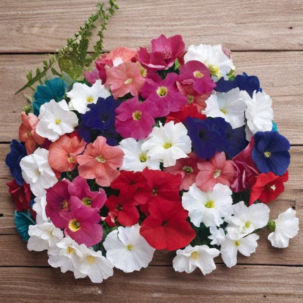 Bravo Mix Petunia Seeds – 50 Pelleted Seeds for Pots & Window Boxes, Compact Mounding Flowering Plant, Petunia x hybrida