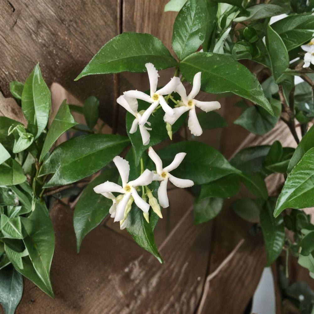 Star Jasmine Cuttings Set of 7 – Trachelospermum jasminoides Live Unrooted Vines, Fragrant Climbing Plant for Garden Propagation