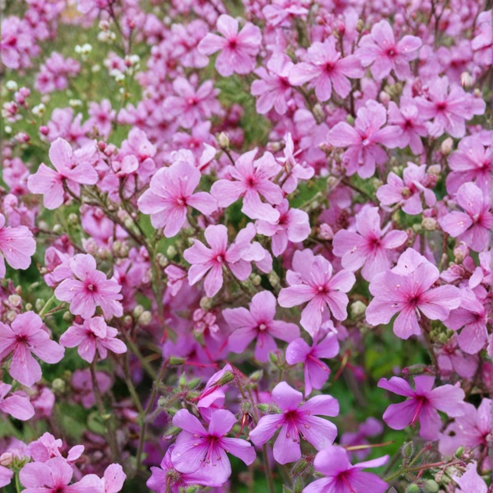 Canary Island Palmatum Geranium Seeds – 25+ Pelargonium Flower Seeds for Garden, Container, Exotic, Vibrant Foliage