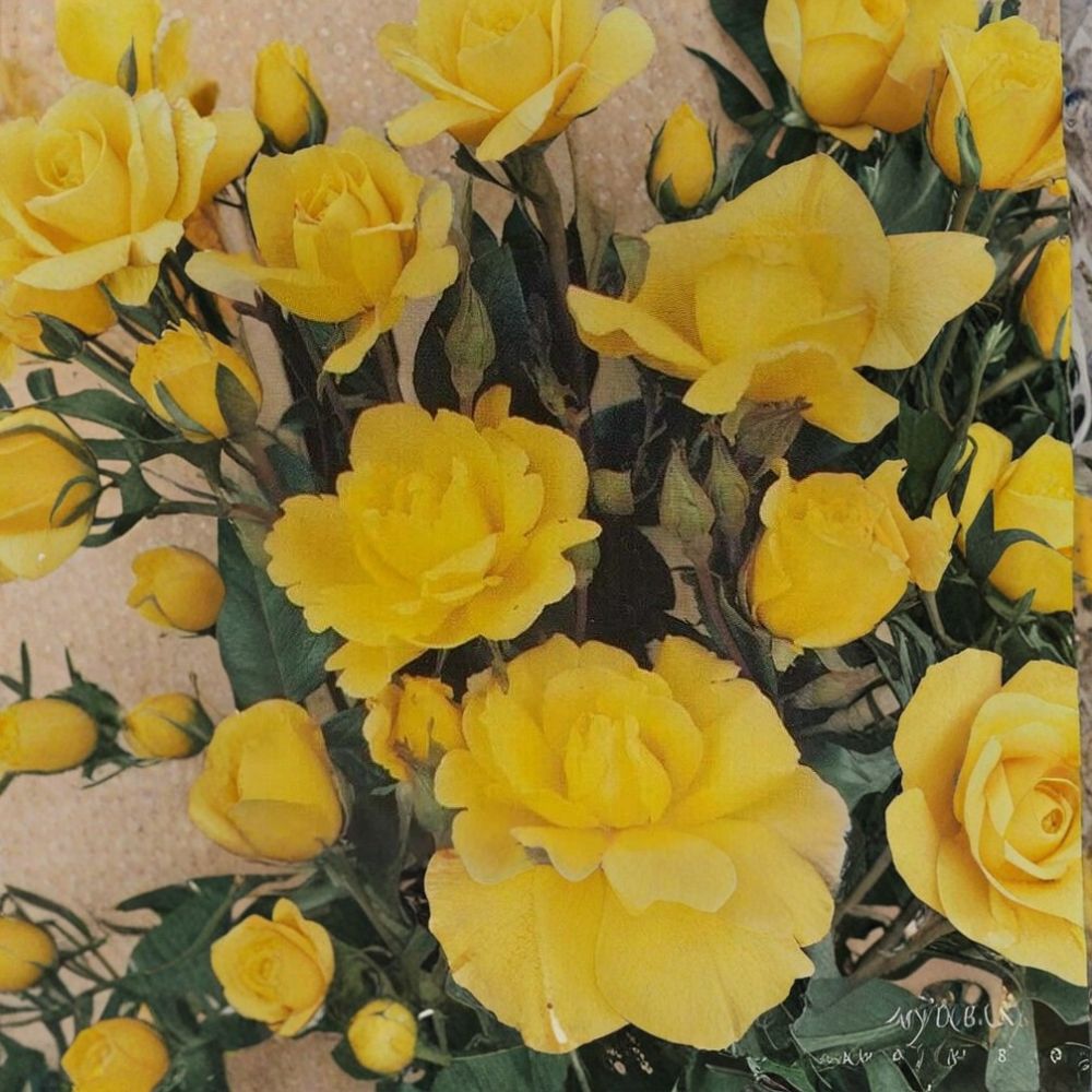 Climbing Golden Shower Rose Live Plant – Daffodil Yellow Rose Bush for Trellis & Arbor – Repeat Blooming Shrub – Rosa