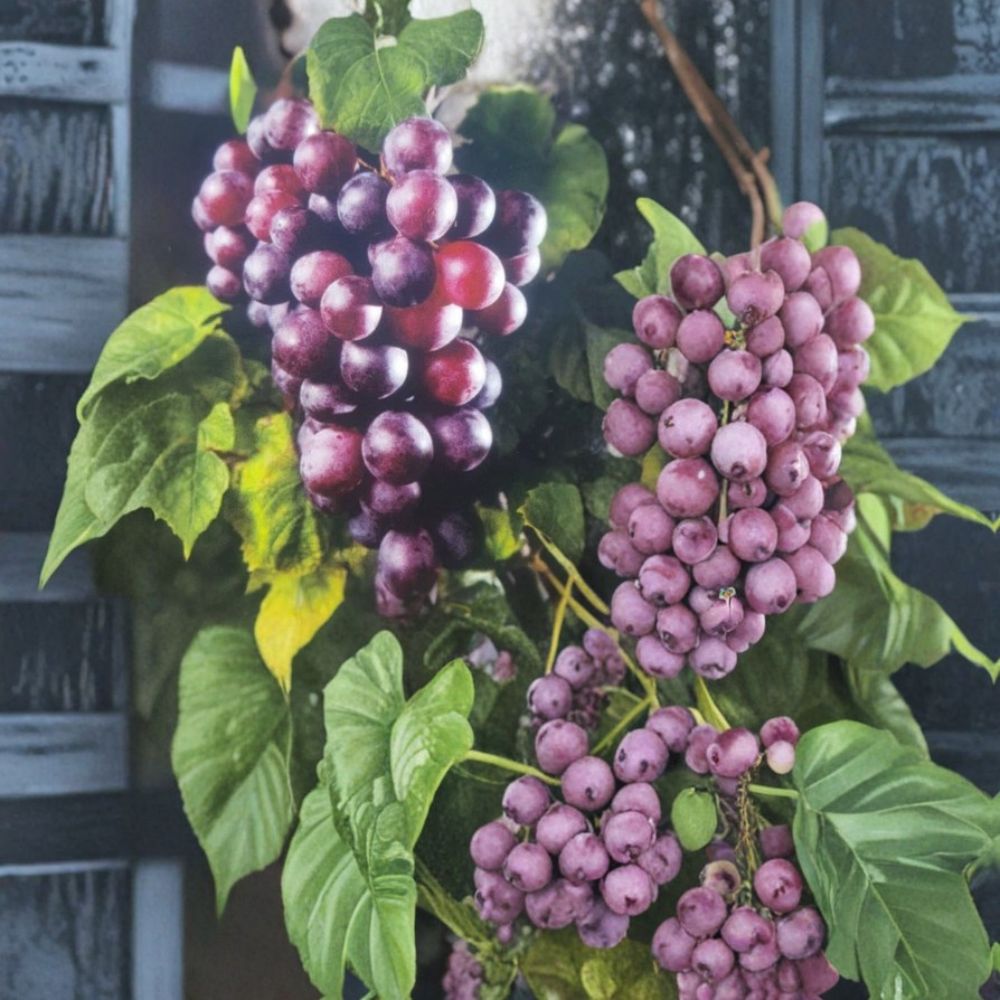 Black Beauty Muscadine Grape Vine – Vitis rotundifolia Live Plant, 3 Gallon, Sweet Black Grapes, Vineyard & Backyard Friendly