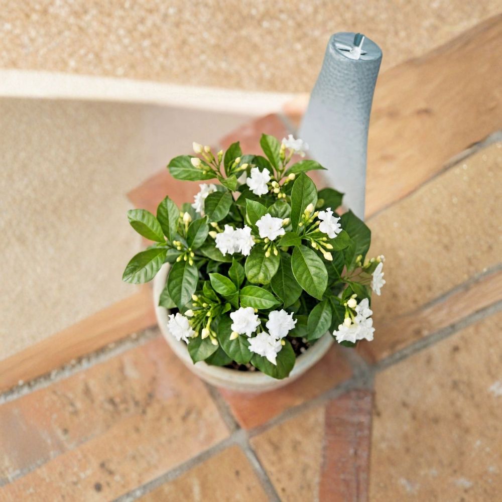 Crape Jasmine Live Plant 4 Inch Pot – Fragrant White Pinwheel Flowers, Indoor Outdoor Tropical Shrub, Tabernaemontana divaricata