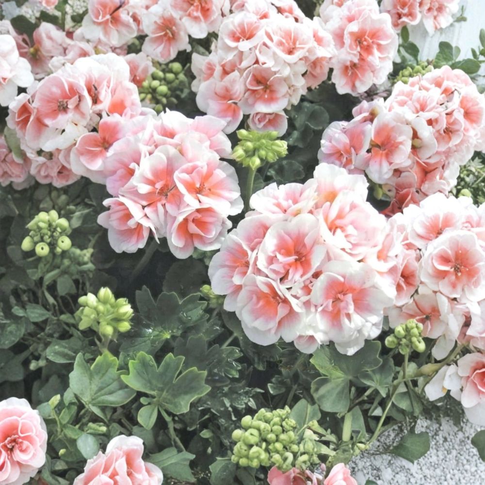 Pink & White Geranium Seeds – 10 Hanging Basket Pelargonium Seeds for Patio & Balcony, Perennial Flower Seeds, Easy to Grow