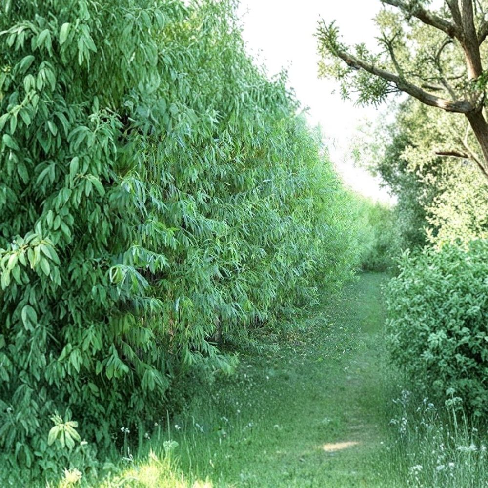 Austree Hybrid Willow Trees – Salix Hybrid Live Plants 10 Pack, Fast Growing Privacy & Shade Trees, Bare Root Starter Trees, Windbreak Hedge