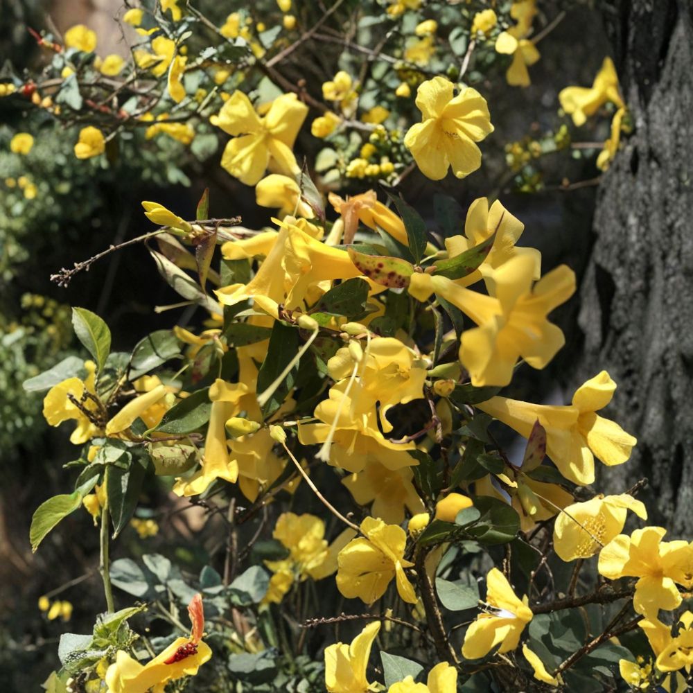 Carolina Jasmine Plant Set of 7 – Gelsemium sempervirens Bare Root Vines, Yellow Flower Climbing Vines, Hummingbird Friendly