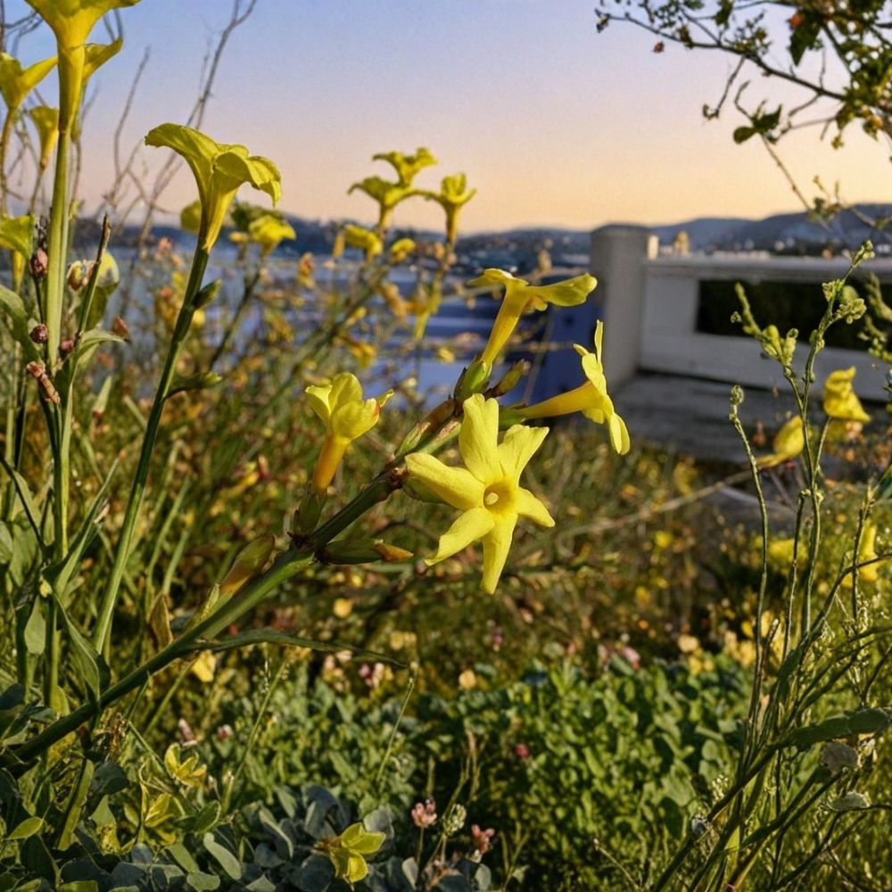 Winter Jasmine Live Plant – Rooted Cutting with Yellow Flowers – Jasminum nudiflorum Hardy Shrub Vine for Early Spring Color