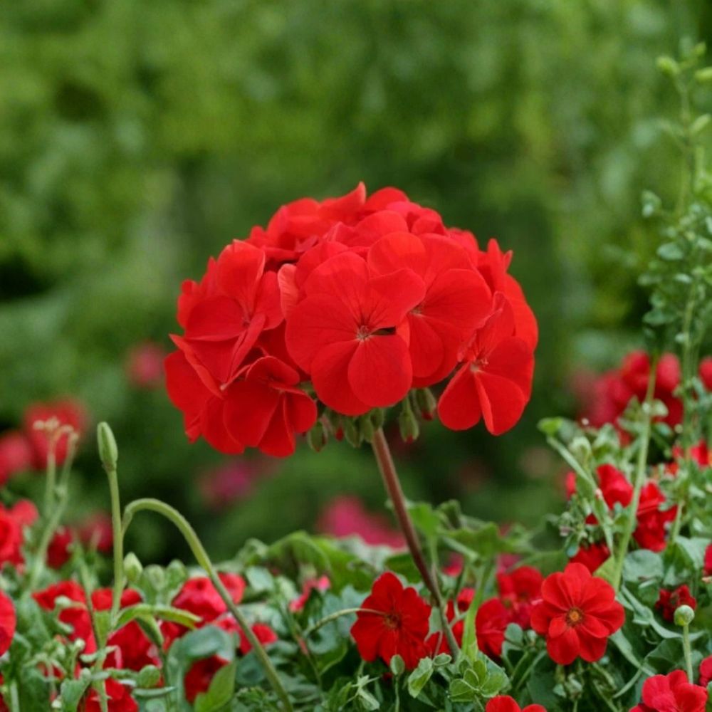 Horizon Red Geranium Seeds – 15 F1 Hybrid Flower Seeds for Patio & Container, Compact Red Zonal Geranium, Easy to Grow