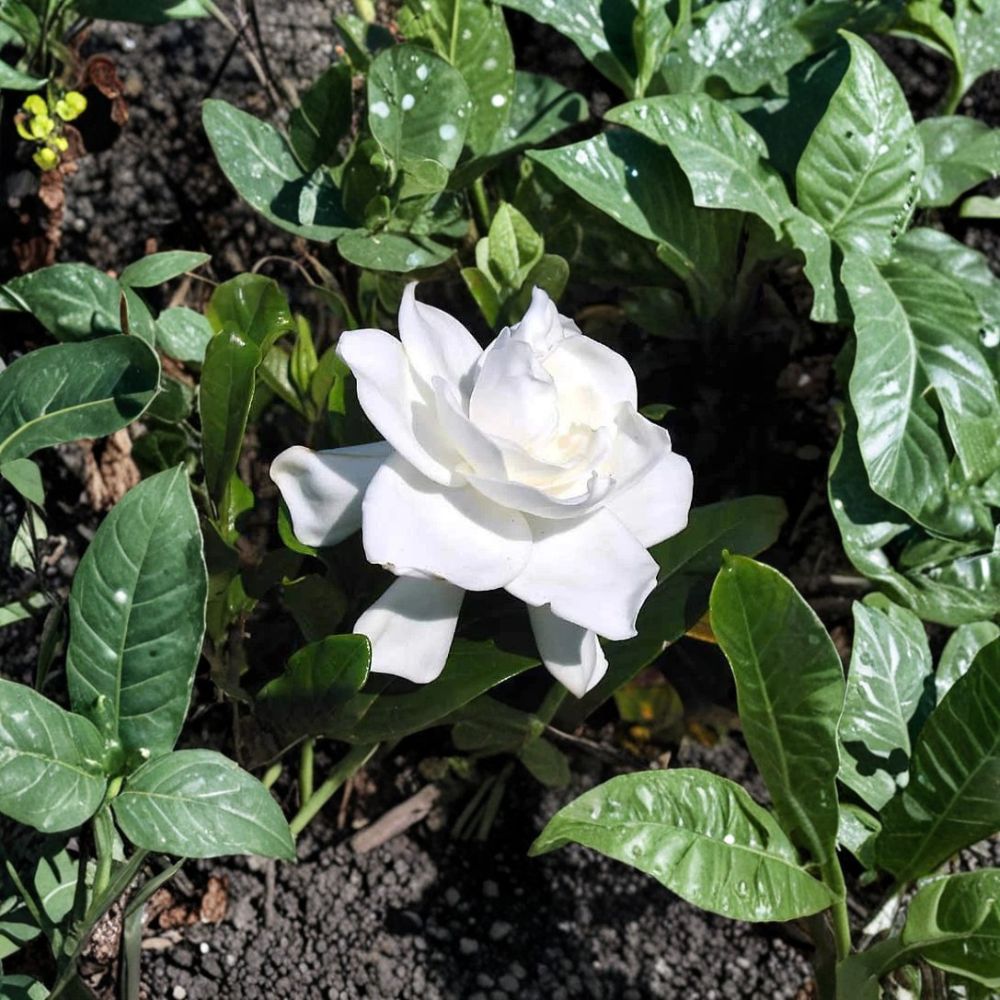Gardenia Plant Set of 2 – Live Rooted Cuttings | 6 Inch Tall | White Fragrant Cape Jasmine | Gardenia jasminoides Bare Root Shrubs