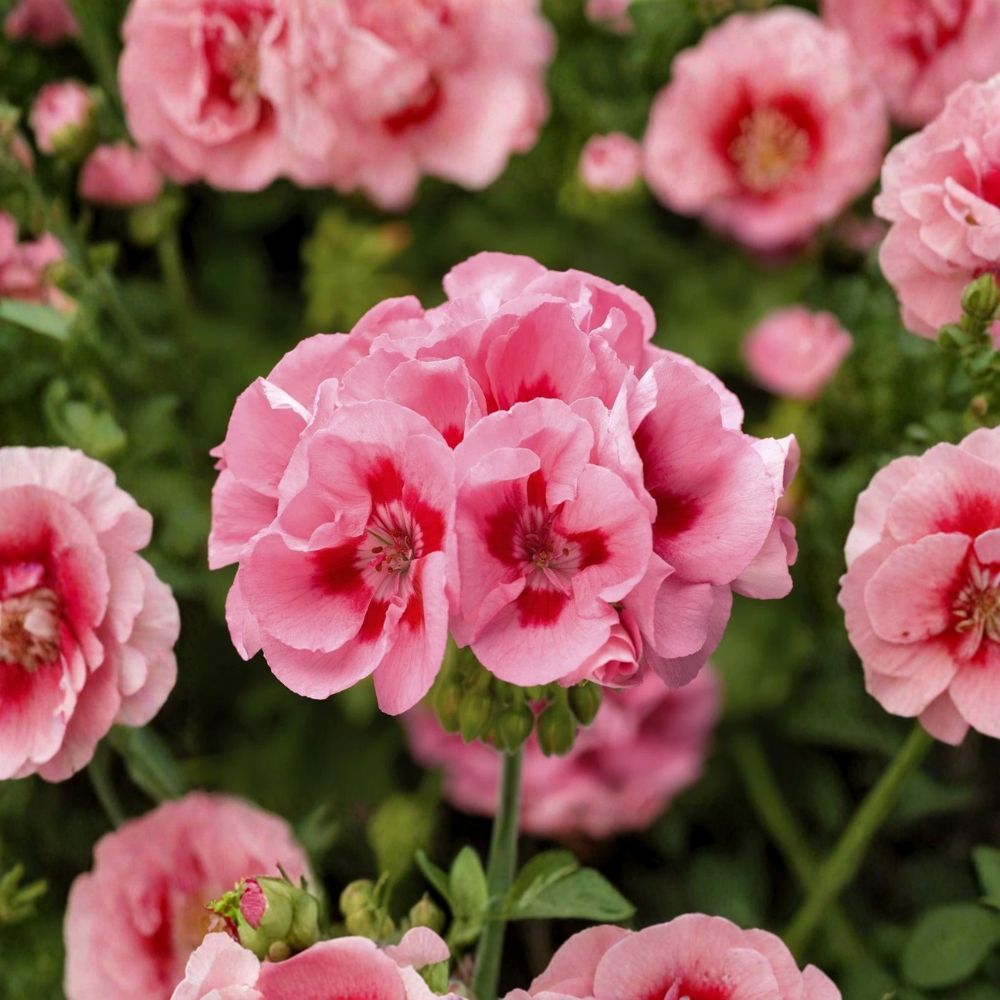 Pink Flame Geranium Starter Plant – Live Pelargonium Flower Plant with Vibrant Pink Blooms for Garden and Patio
