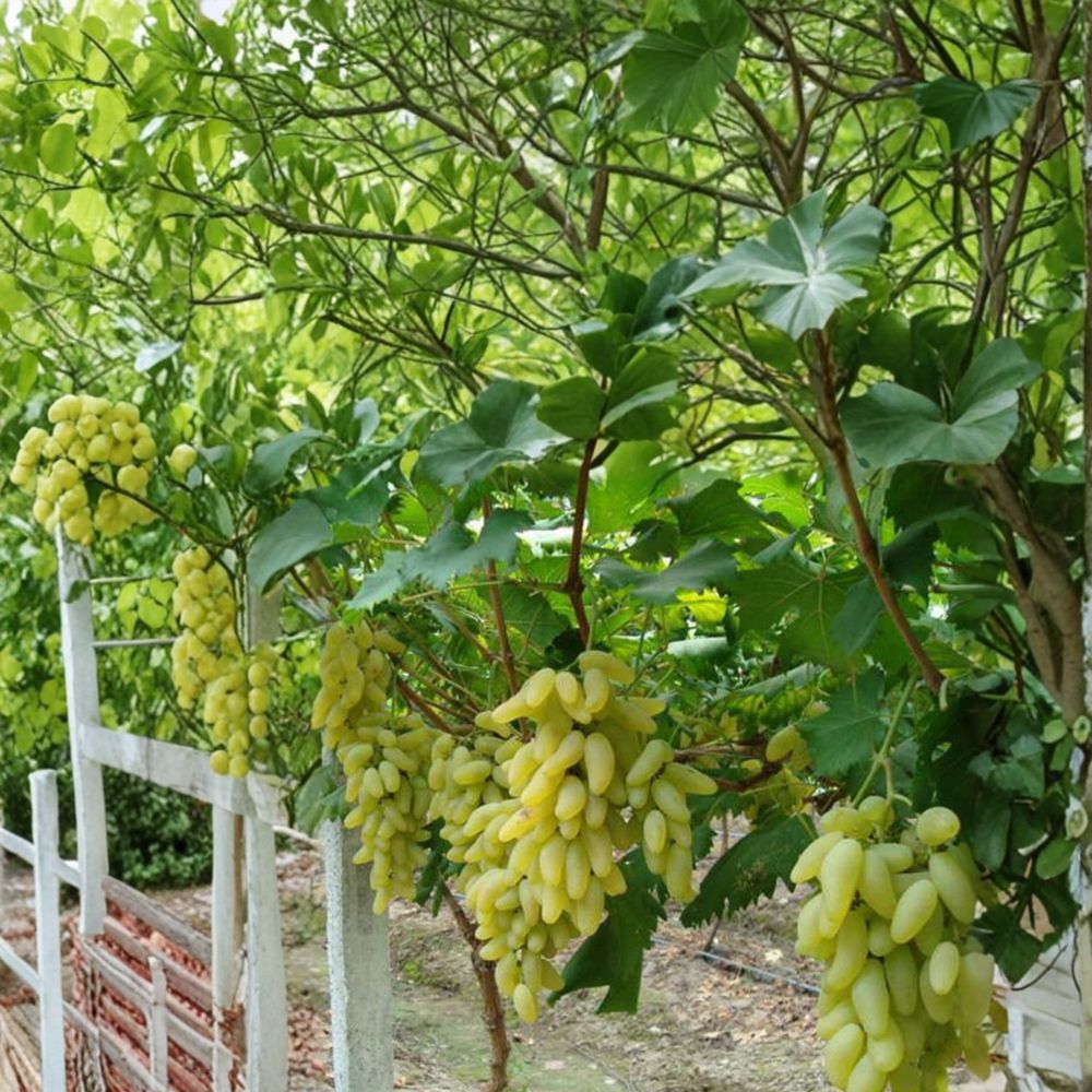 Gold Finger Grape Cuttings – Vitis vinifera Japanese Table Grape Propagation Kit – Sweet Golden Variety, 5 Pieces for DIY Growing