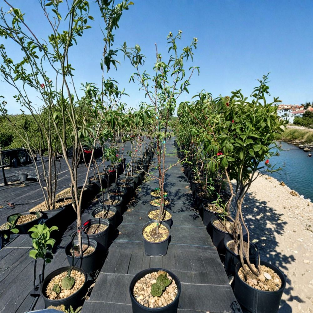 Royal Zest Three Peach Tree – Prunus persica Live Fruit Tree with Sweet Freestone Peaches, Easy to Grow, Mid-Season Harvest