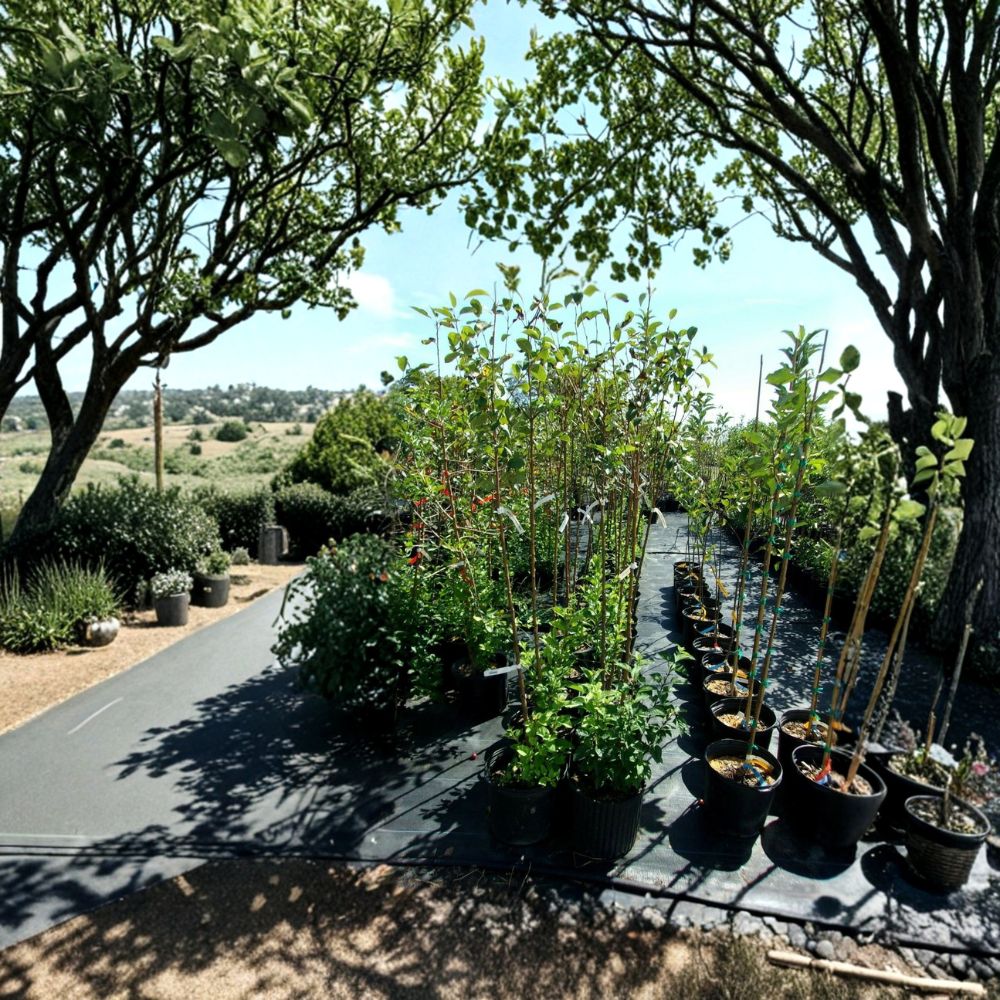 Calloway Fruiting Crabapple Tree – Malus Live Tree, 4–6 Feet, Fruit Producing, Ornamental & Wildlife Friendly, Requires Pollinator