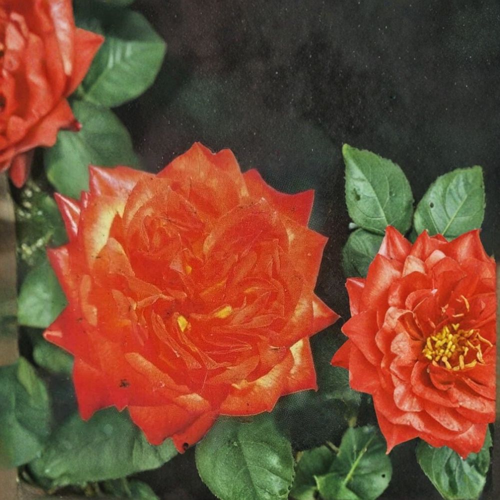 Charisma Floribunda Rose Live Plant – 5 Gallon Bush with Red, Orange, Yellow Blooms – Garden Shrub Rose Rosa