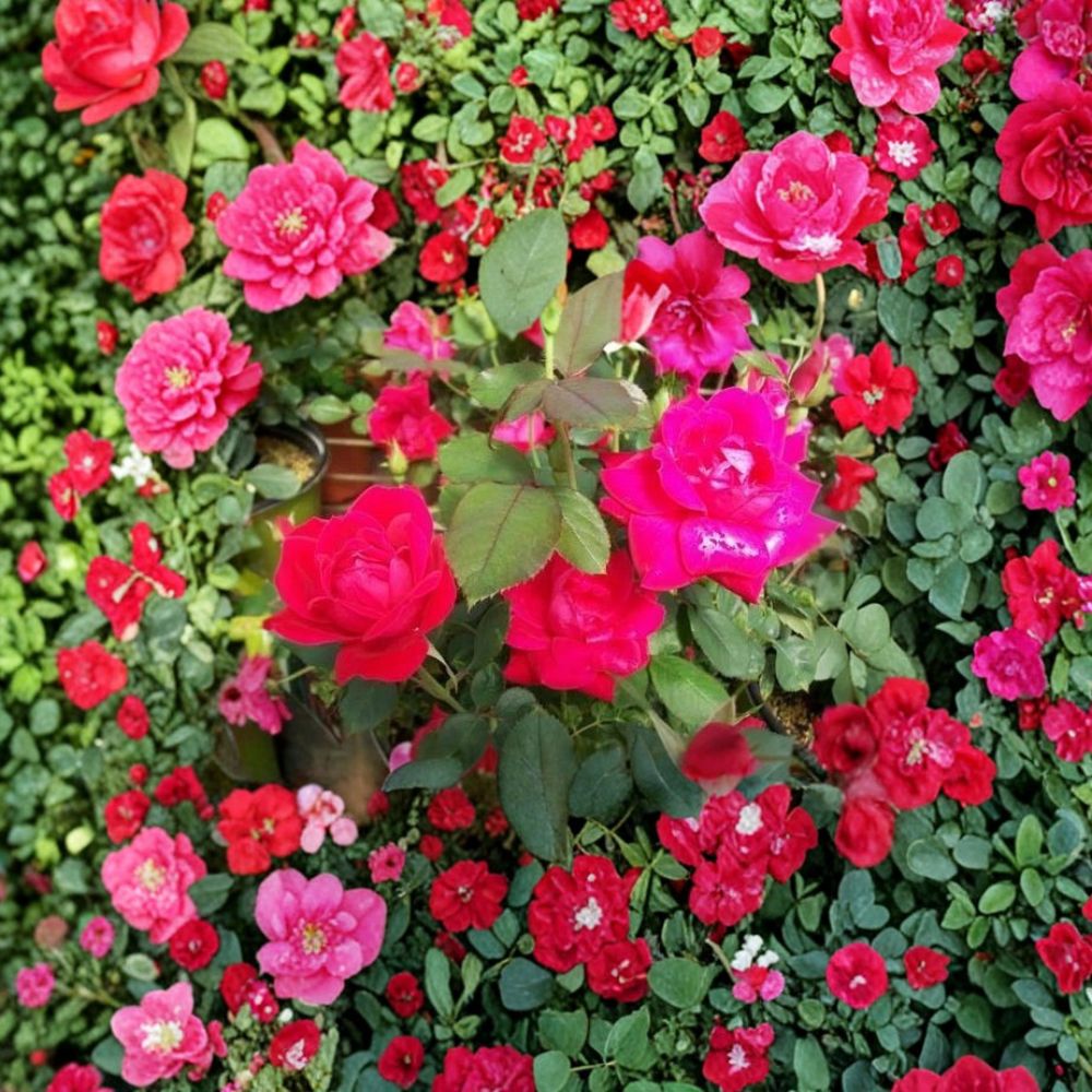 Double Knock Out® Red Rose Bush – Live 2-Gallon Disease-Resistant Shrub with Double Red Blooms for Easy Care Landscaping