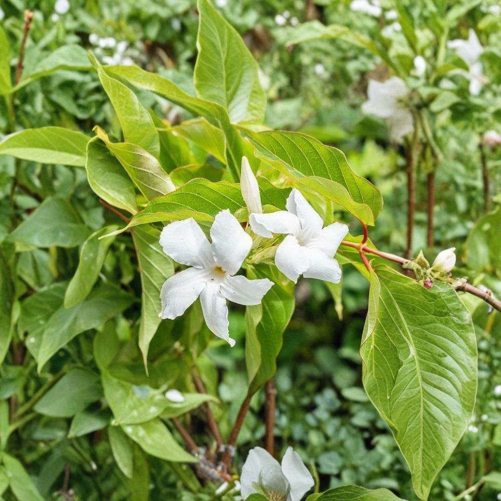 Chilean Jasmine Seeds 5 Pack | Mandevilla laxa Fragrant White Star Vine Climbing Flower Plant for Garden & Trellis