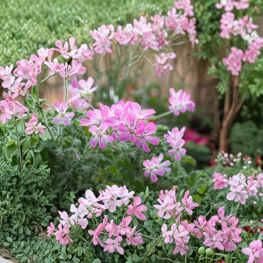 Rose Scented Geranium Cuttings – Pelargonium graveolens Live Plant Unrooted 6-Pack, Fragrant Rose Aroma, Patio & Indoor Friendly